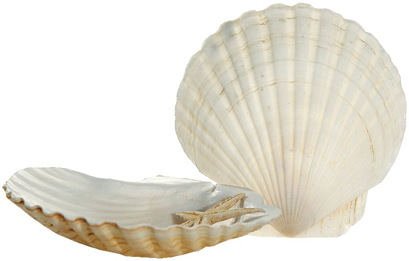 MUSCHELN