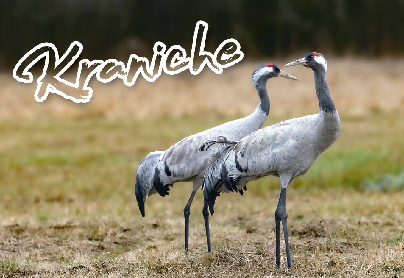 MAGN.KRANICHE