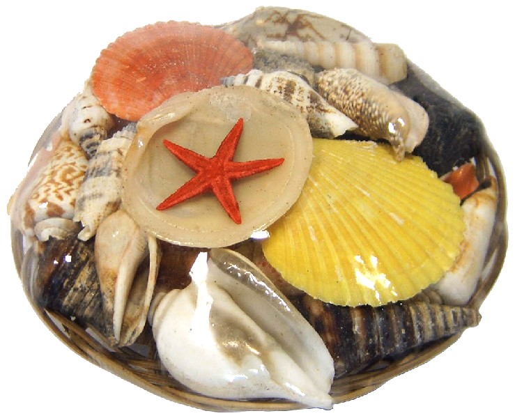 MUSCHELKORB MITTEL 15CM