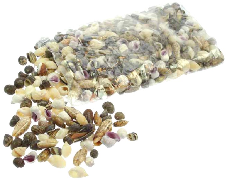 [398341] MUSCHELWARE 1-2CM, 1 KILO