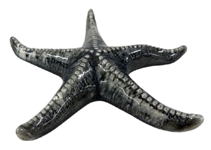 [398610] SEESTERN,GRAU,20X16,5X3CM