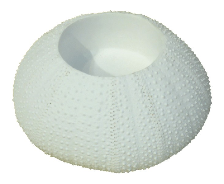 T-LI.HALTER,SEEIGEL,WEIß