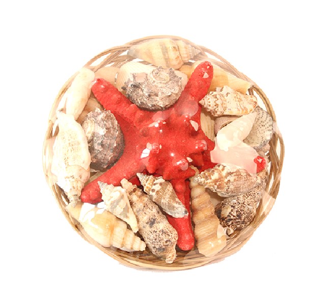 MUSCHELKORB+SEESTERN,15CM
