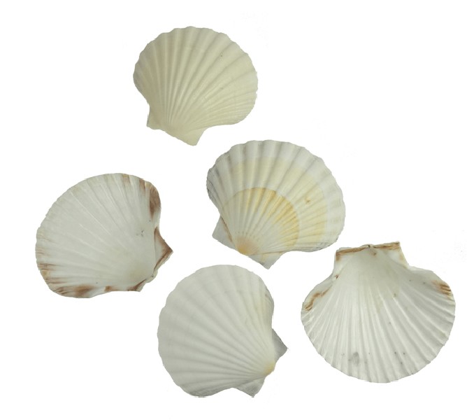 PECTEN JACOBAEUS 12CM,