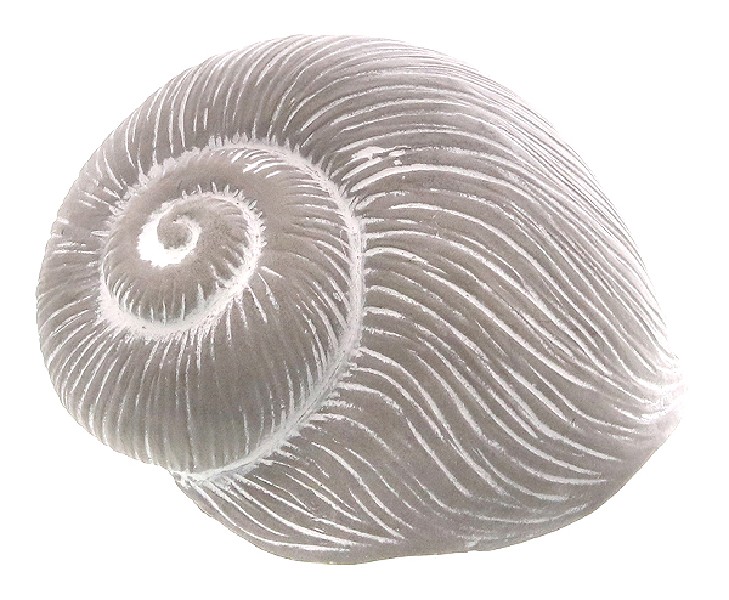 MUSCHEL, BETON, 7,5CM