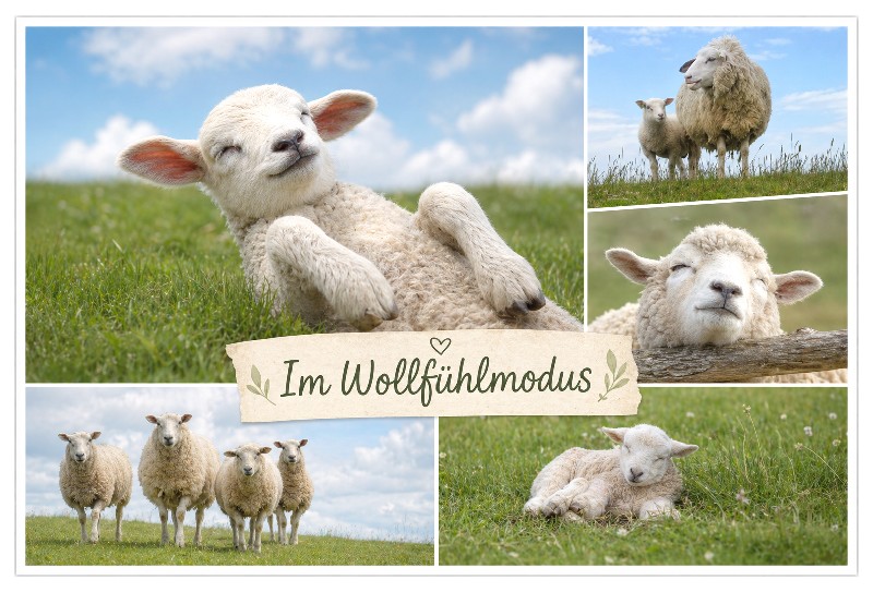 MAGN.WOLLFÜHLMODUS,5BILDE