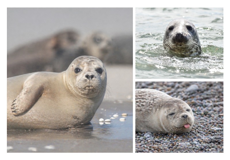 MAGN.SEEHUNDE,3 BILDER