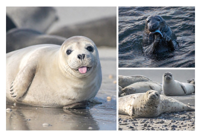 MAGN.SEEHUNDE,3 BILDER