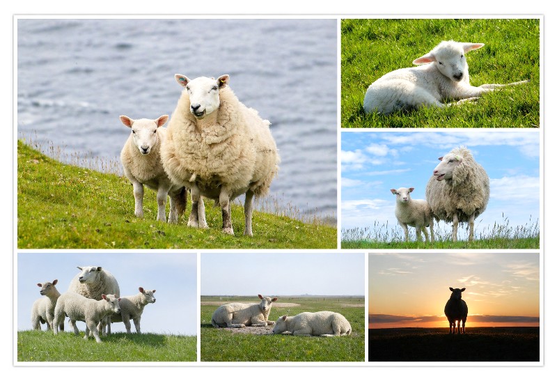 MAGN.SCHAFE,6 BILDER