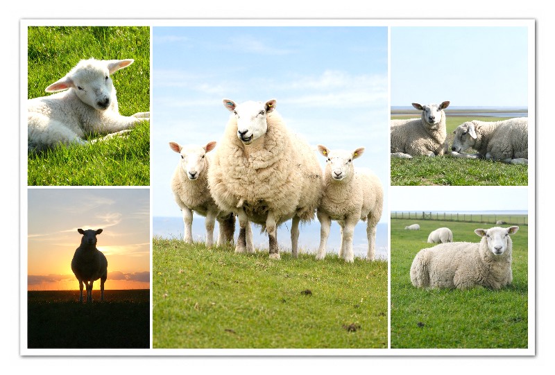 MAGN.SCHAFE,5 BILDER