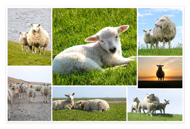 MAGN.SCHAFE,7 BILDER