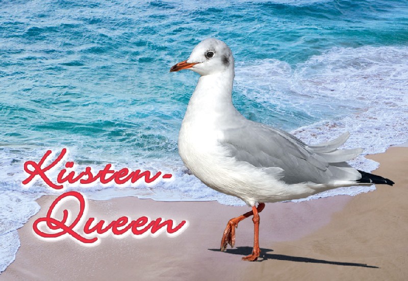 MAGN.MÖWE KÜSTEN-QUEEN