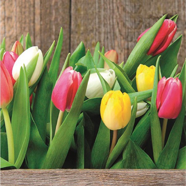 SERV.33X33CM,20ER,TULPEN