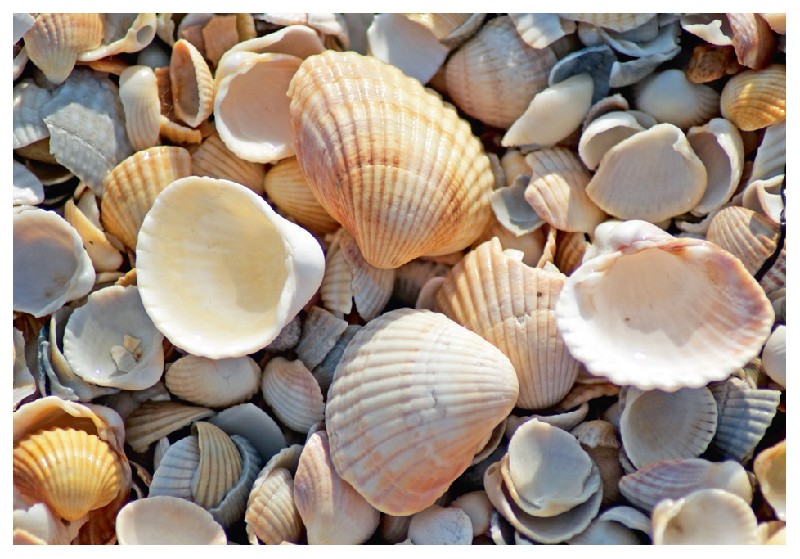 [393189] MAGN.MUSCHELN AM STRAND