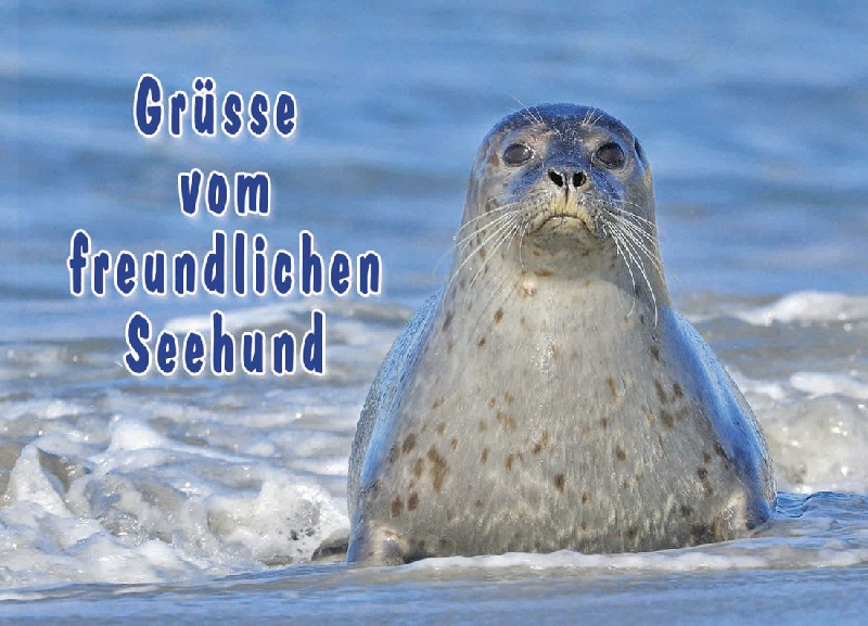 [266812] AK.SEEHUND,FREUNDLICH207b