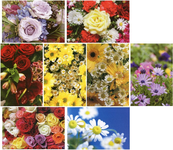 KARTE, FOTO BLUMEN SORT.