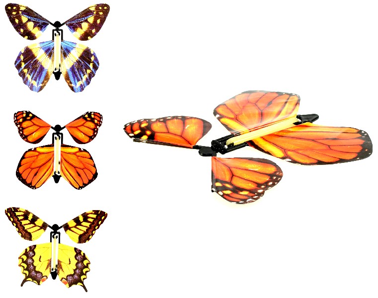 SCHMETTERLING AUFZIEHB.SB