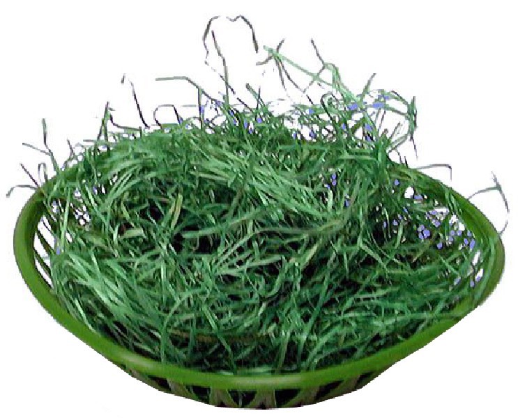 PL.NEST GRUEN M.GRAS 19CM
