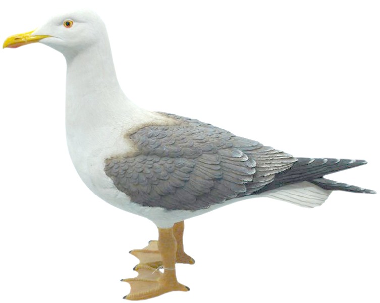 MÖWE,POLYR.STEHEND 39CM