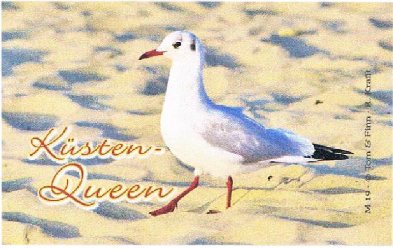 MAGN.MÖWE KÜSTEN-QUEEN