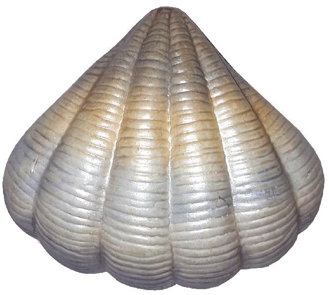 KER.VENUSMUSCHEL,11CM,1F.