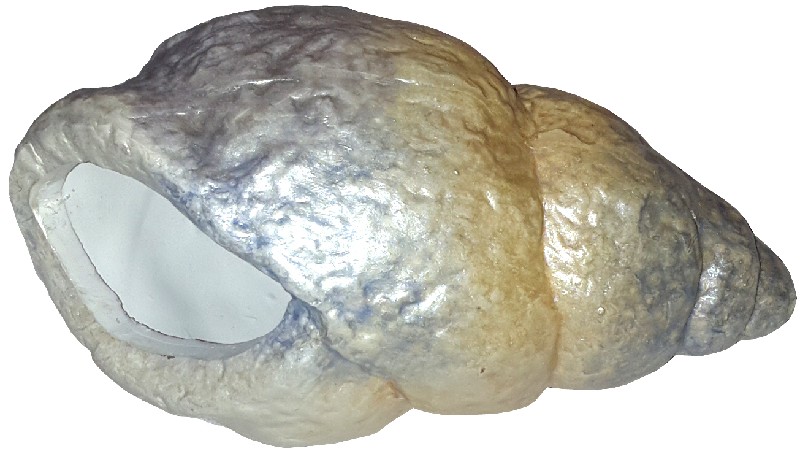 KER.HORCHMUSCHEL,13CM,1F.