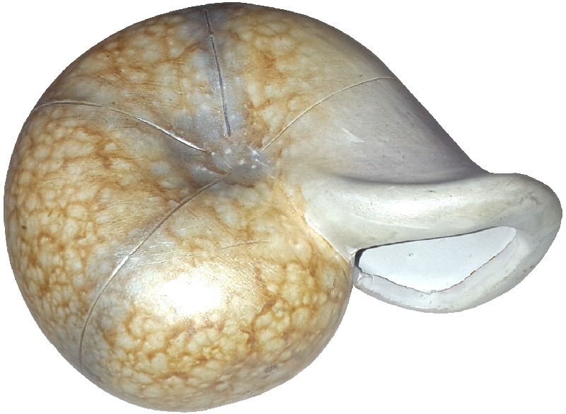 KER.NAUTILUS CA.15CM,1F.